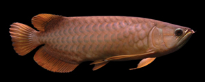 (2) Red Arowana-Small.jpg